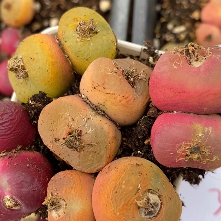 2051一组彩色双头