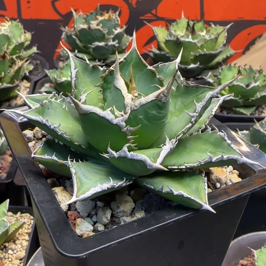 海王仁王冠龙舌兰