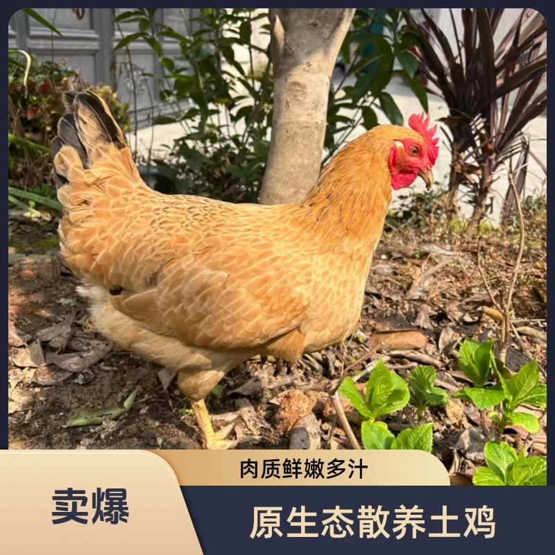 皖南土鸡！疫苗齐全！4母！（5-7）斤！宠物鸡！高产量！下蛋王！烧烤食