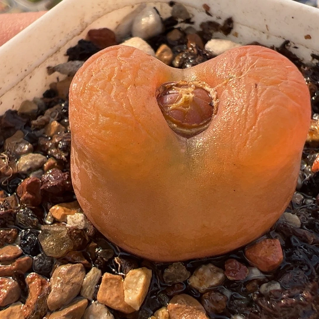 251多肉植物种类多样