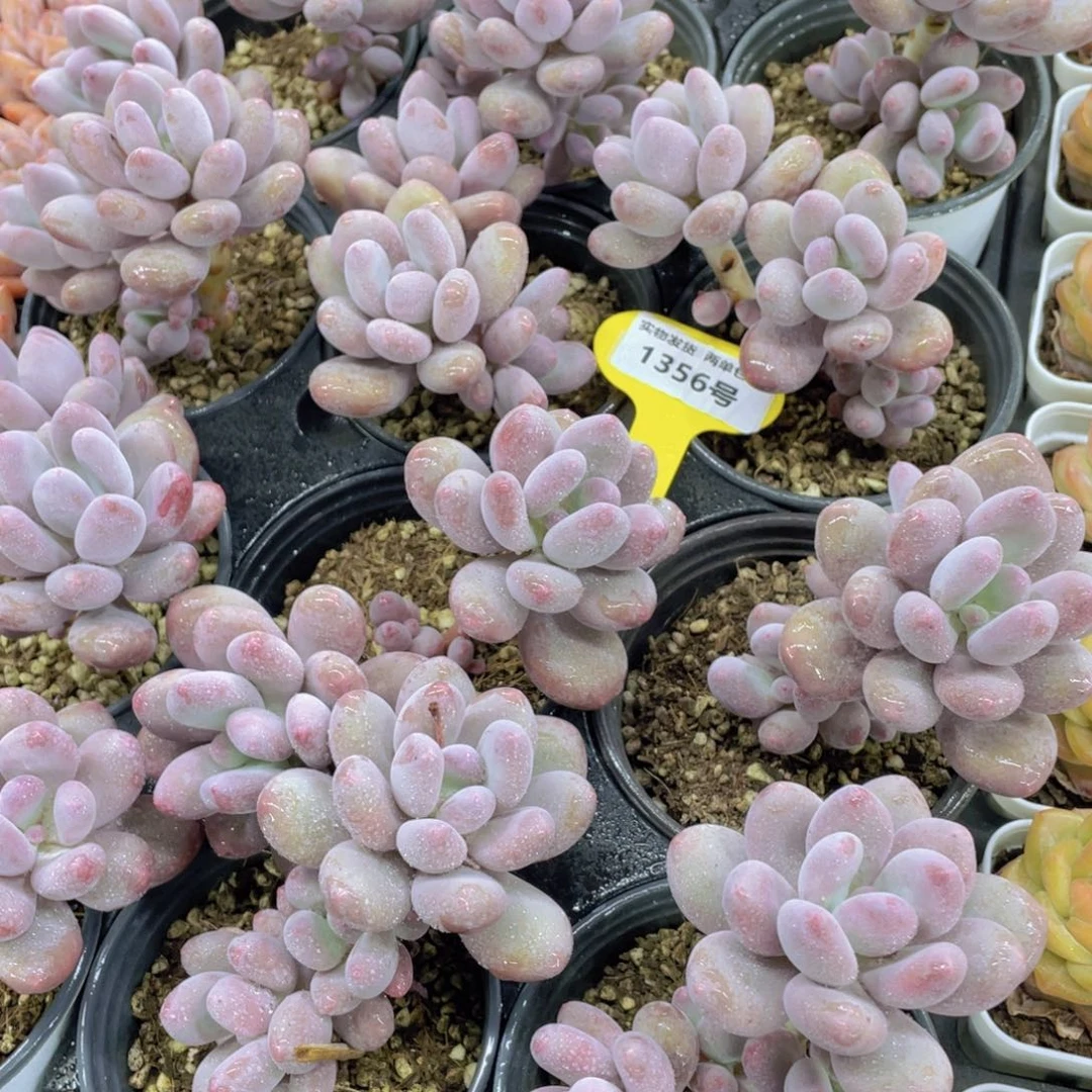 1356号 多头老桩奶酪群一个