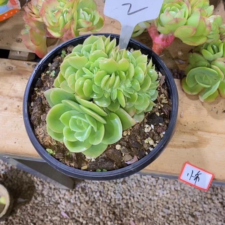 这个点睡起来都会想起