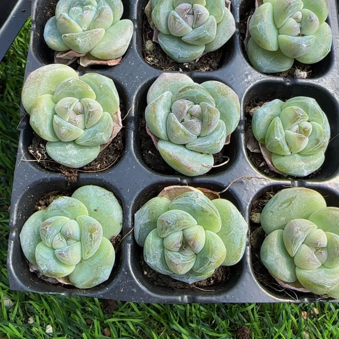9颗一组琥珀冰玉单头特价