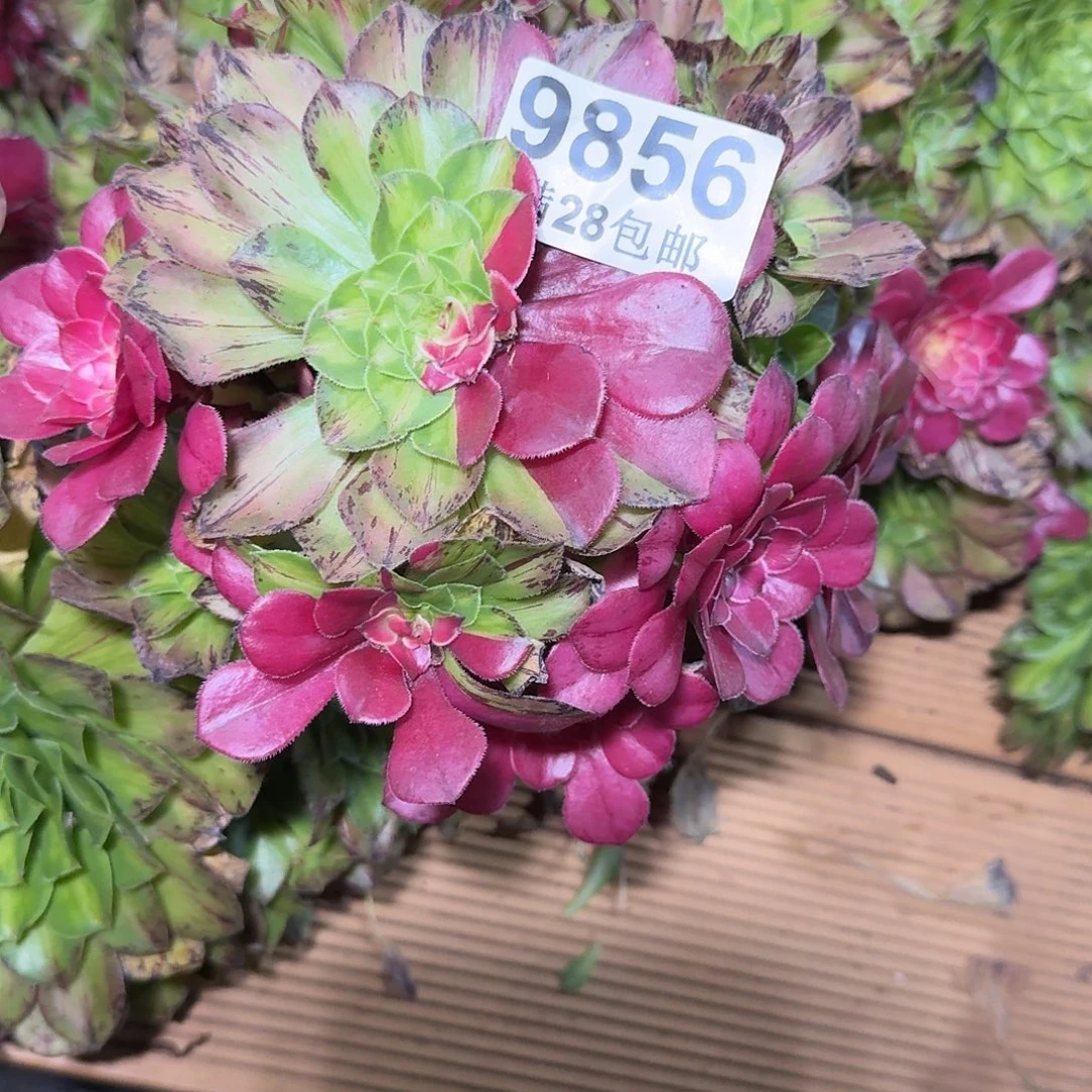 856 知否多肉法师植物无根特价