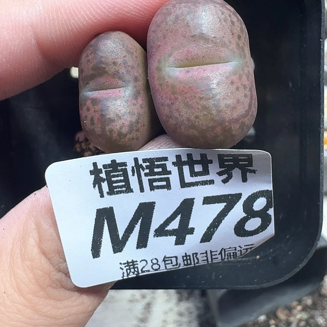 多肉植物的润泽地cq