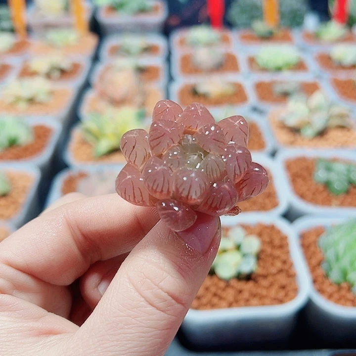 十二卷多肉天线宝宝