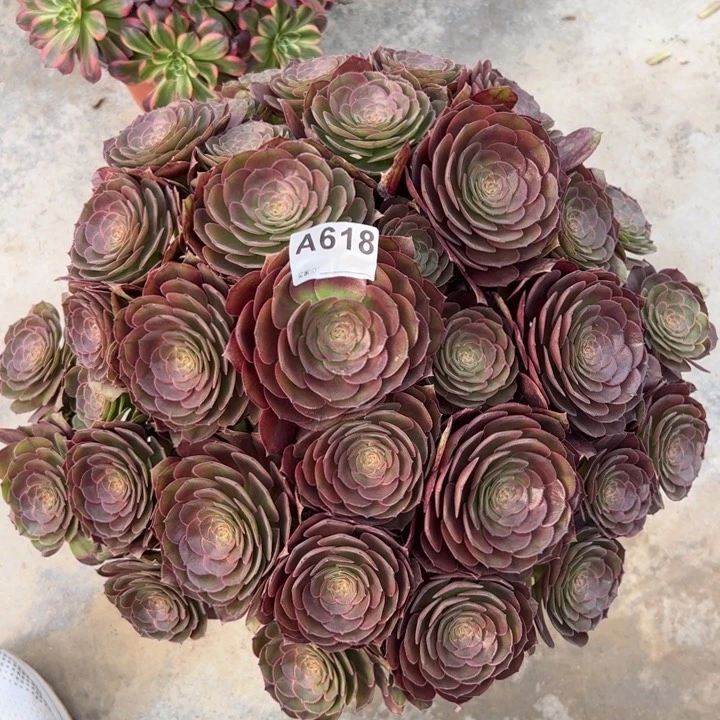 618沙拉碗朵朵40厘米左右多肉