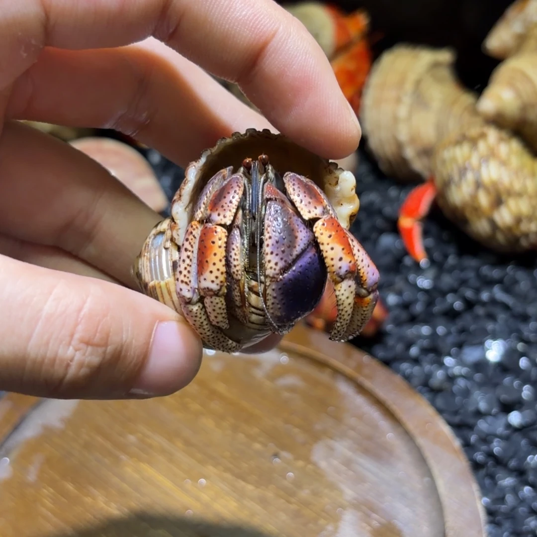 14 西伯寄居蟹 2.5口