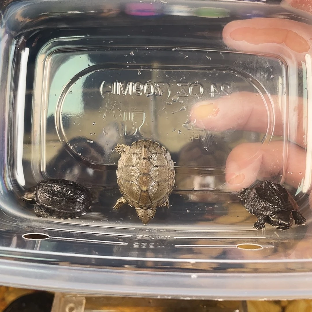 风***兮绿毛龟母点点滴滴的发发发