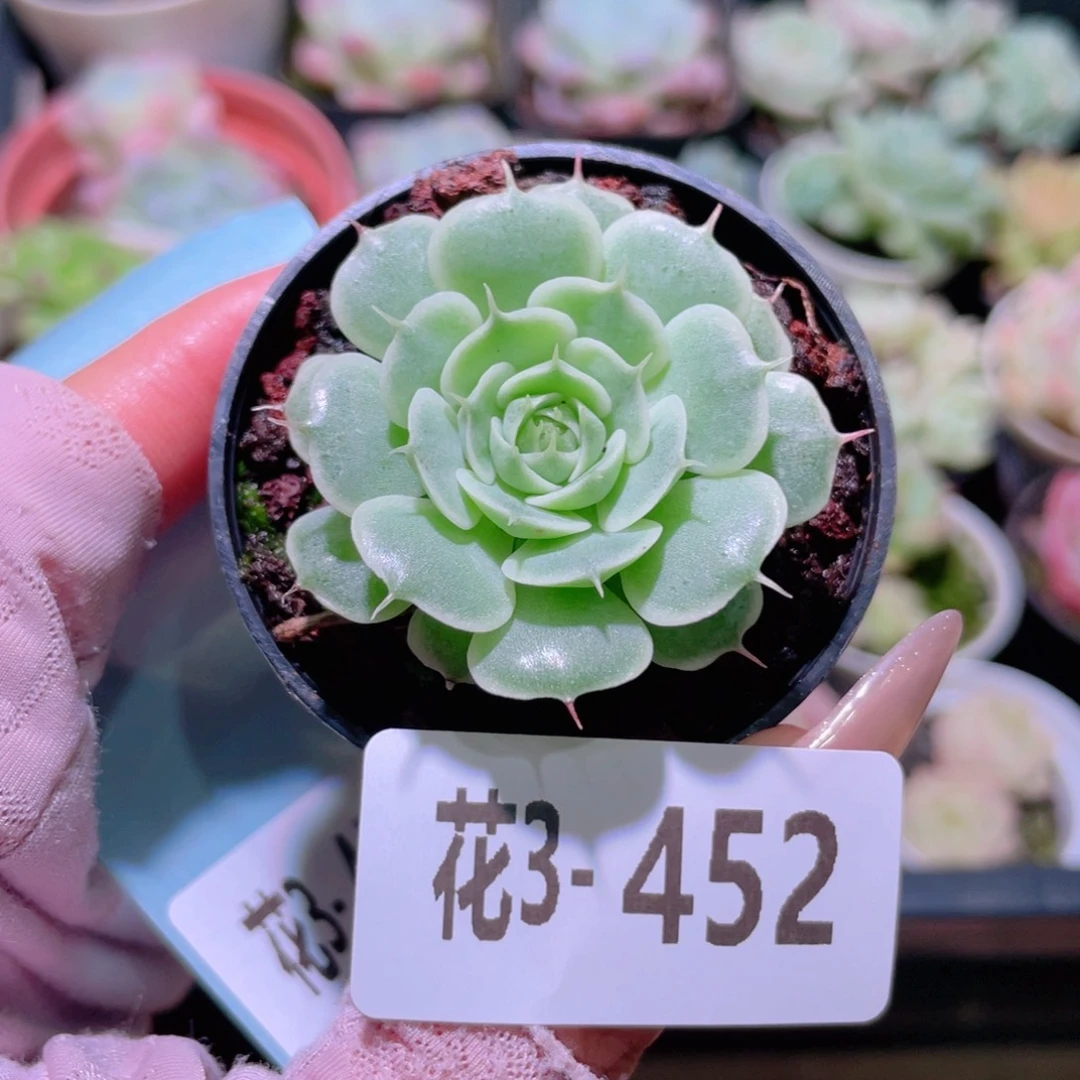 花利美3-452贝尔单头