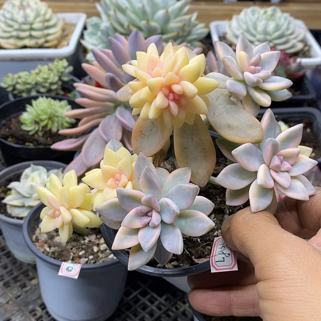 14197 淡雪锦群有砍 需延时发货