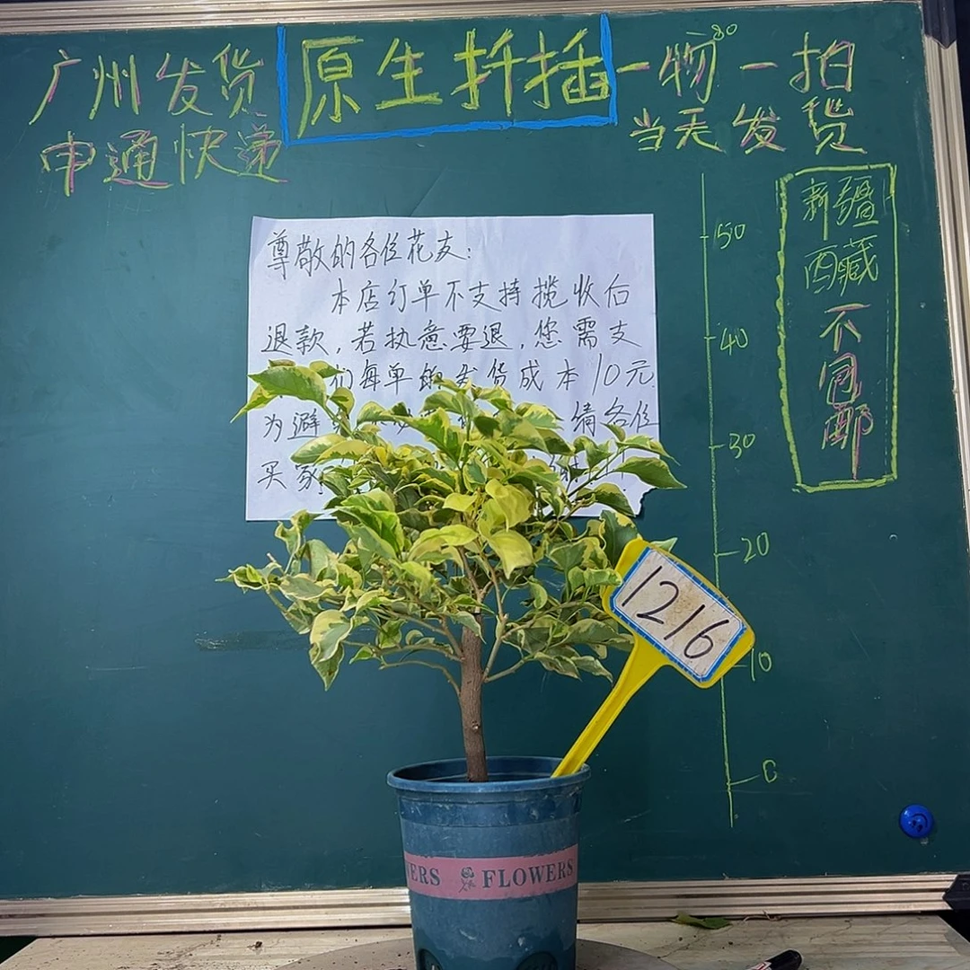 当前无花栽培后可以开花粗杆 橙冰1216