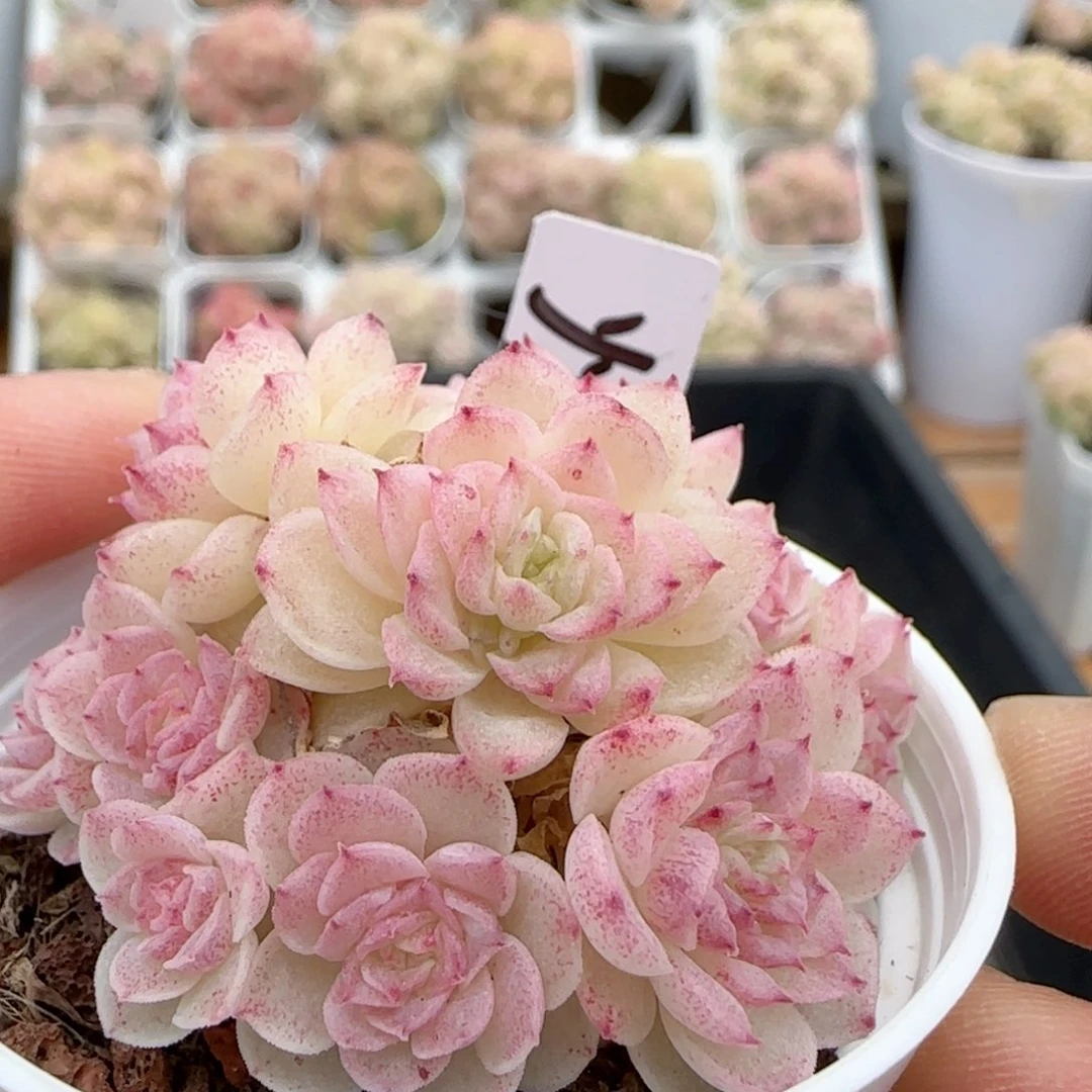 【闪购商品】0203-148（yy-2）