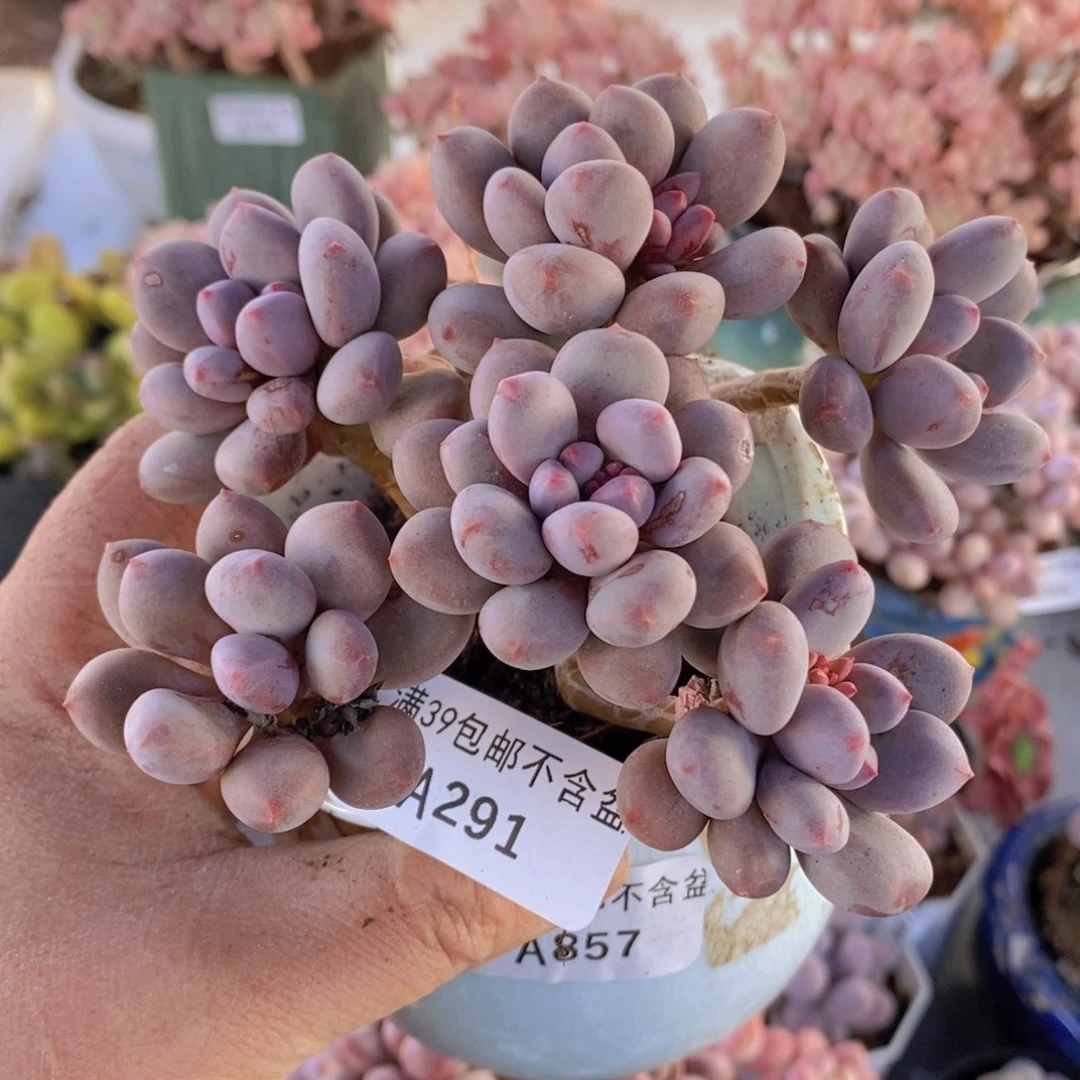 仙子奶10cm191多肉植物