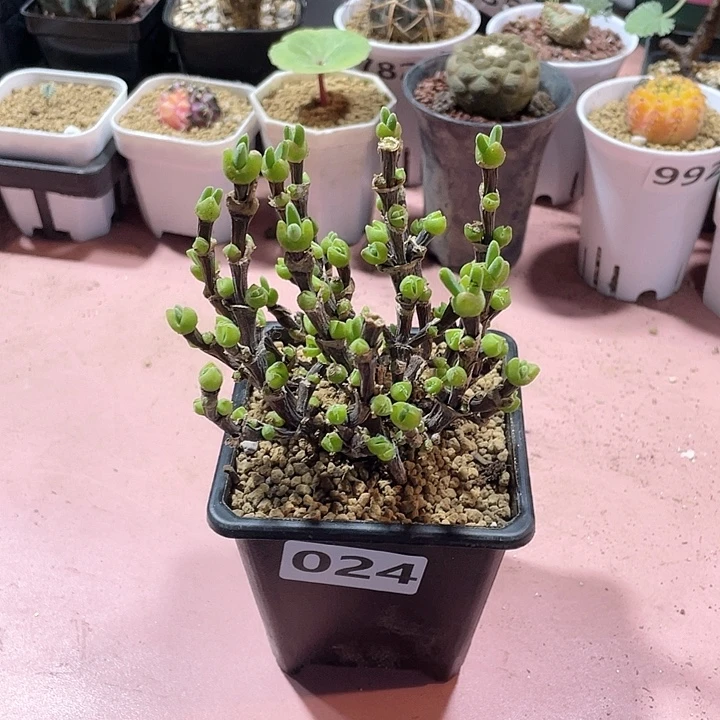 024大盆短耳朵枝干兔子