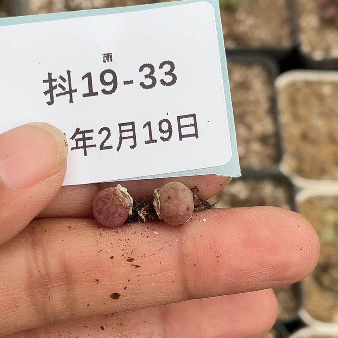 ?**u19-33肉锥多肉植物