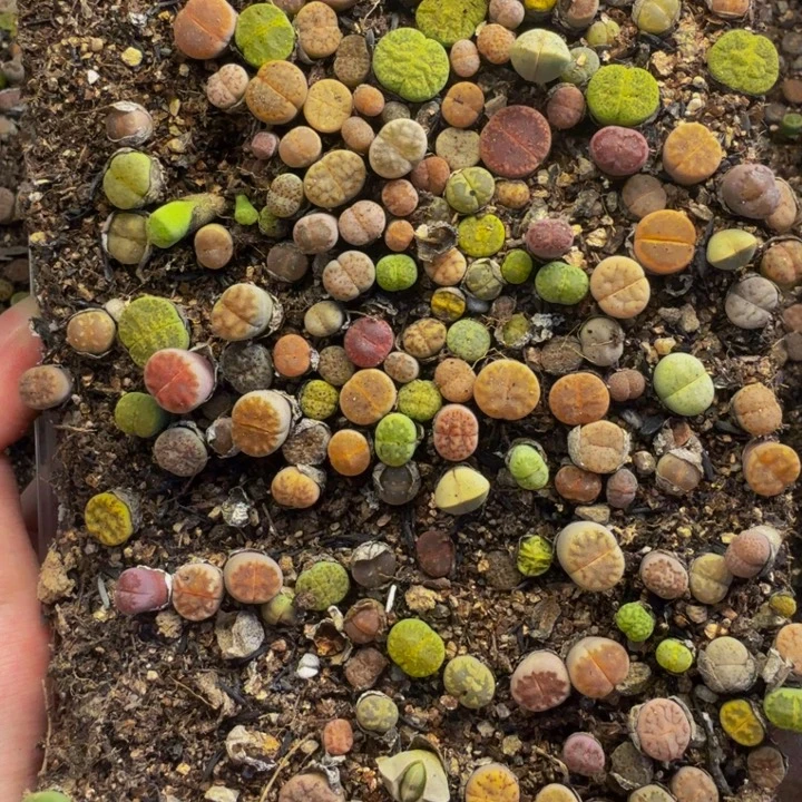 月***足多肉植物的生长发育1