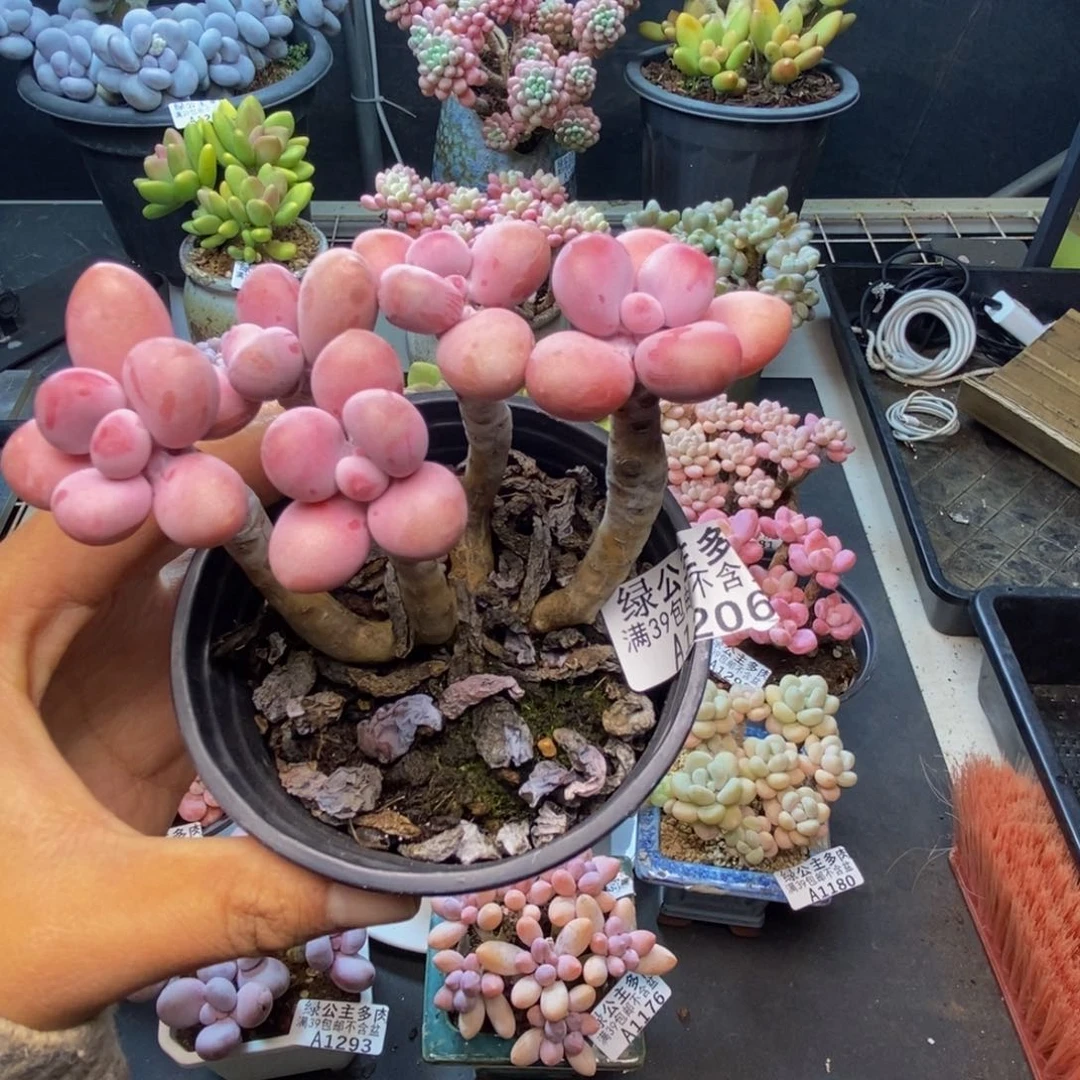 燕*子206糖果桃蛋多肉8c m