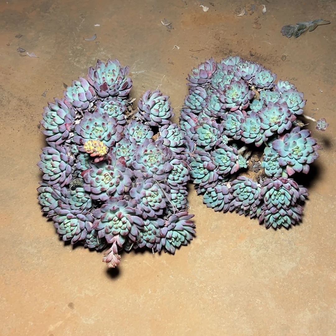 蓝苹果多肉2棵发货