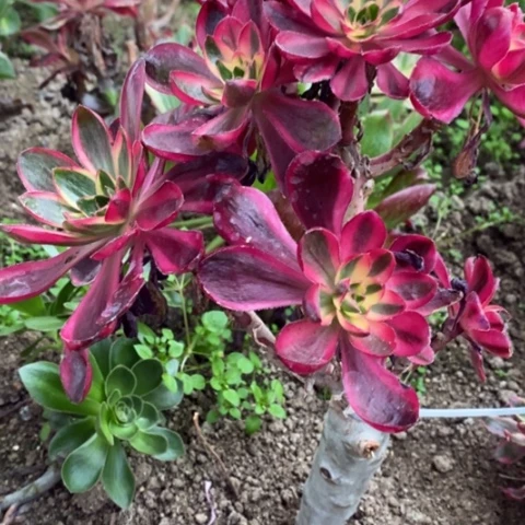 88嫁接烈焰满25包邮多肉