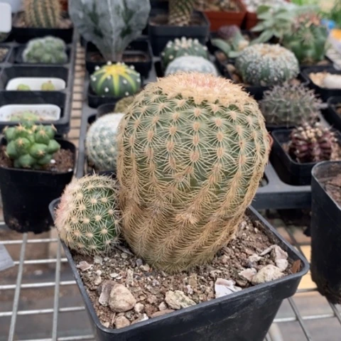 大三光虾9仙人球