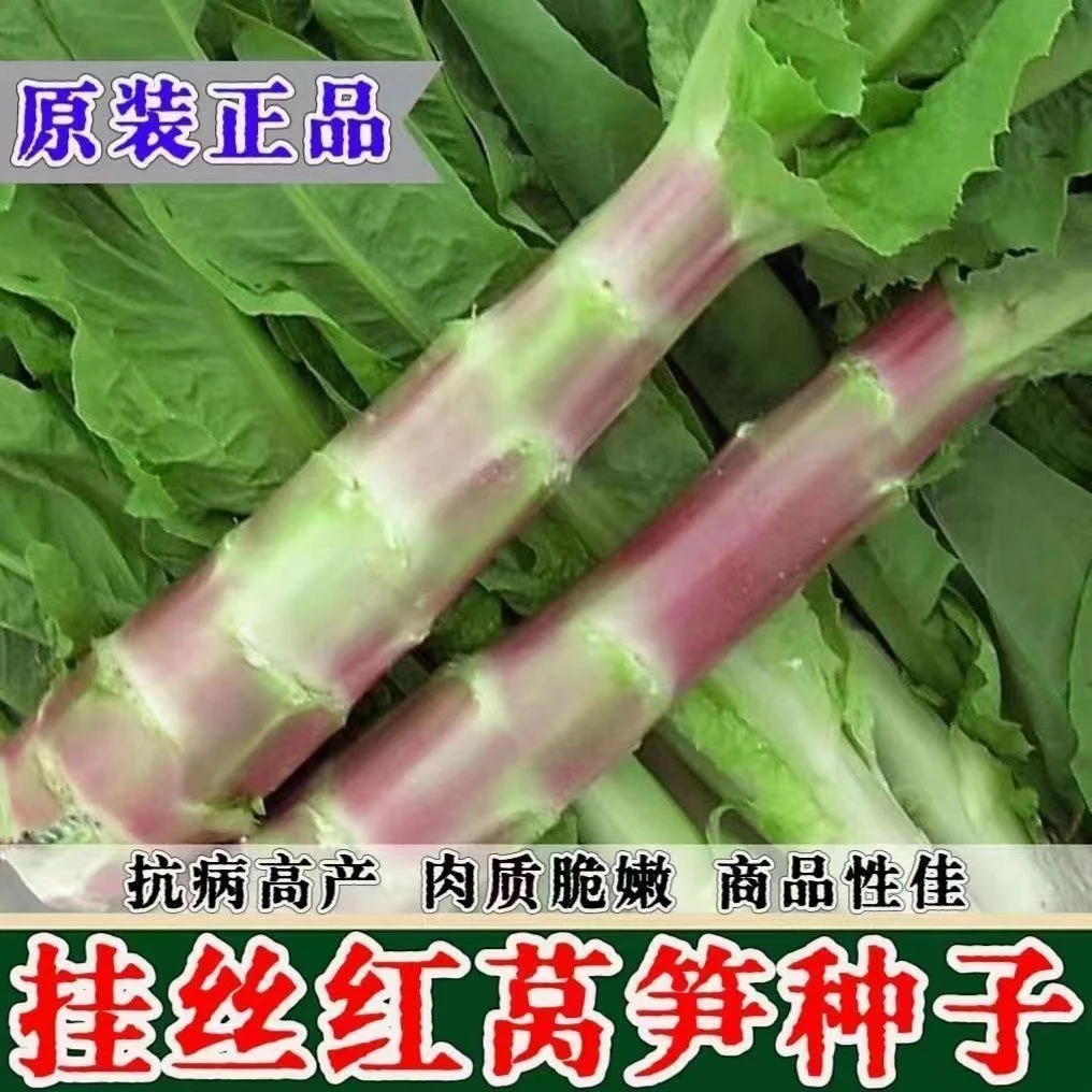 【挂丝红莴笋种籽】一包也包邮下单送肥料