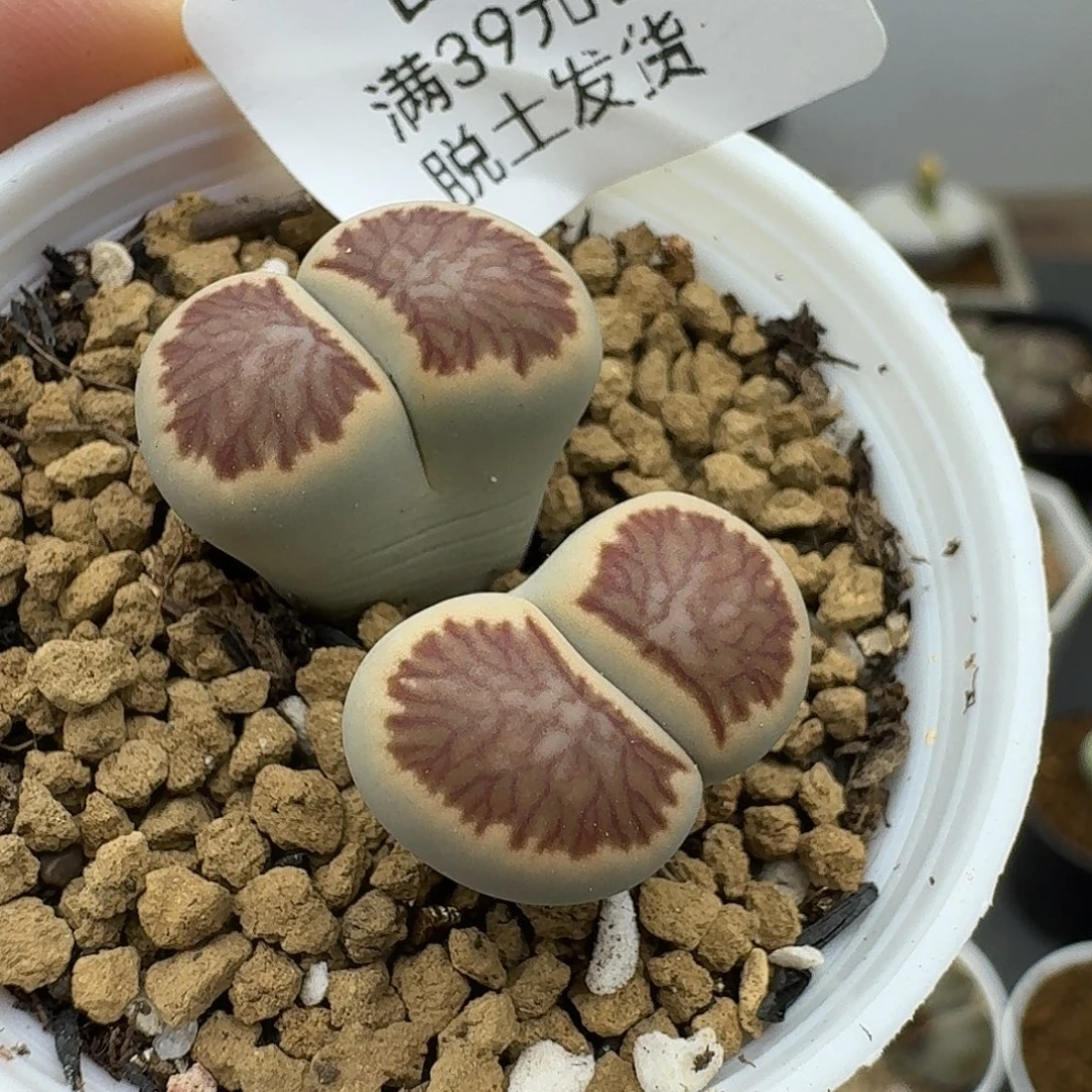 161多肉哈哈哈哈哈哈哈哈