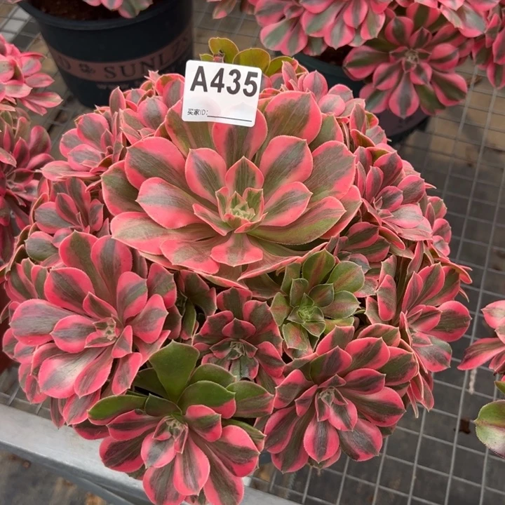 435粉女妖25厘米左右