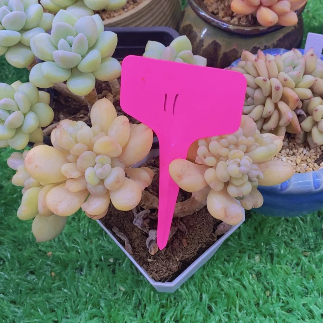 凤*开心多肉植物多肉