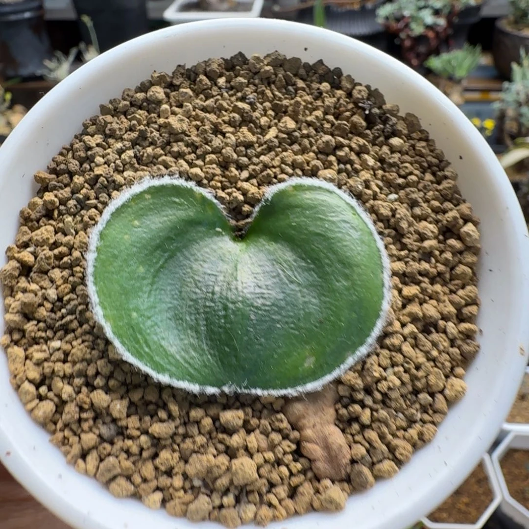 毛爱心994 仙人球仙人球