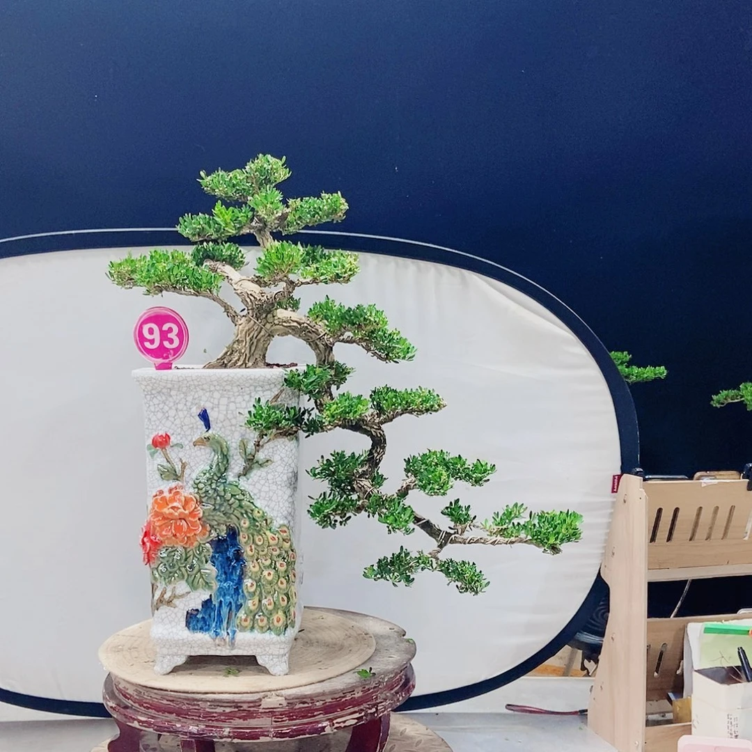 当前无花朵，栽培后可花朵