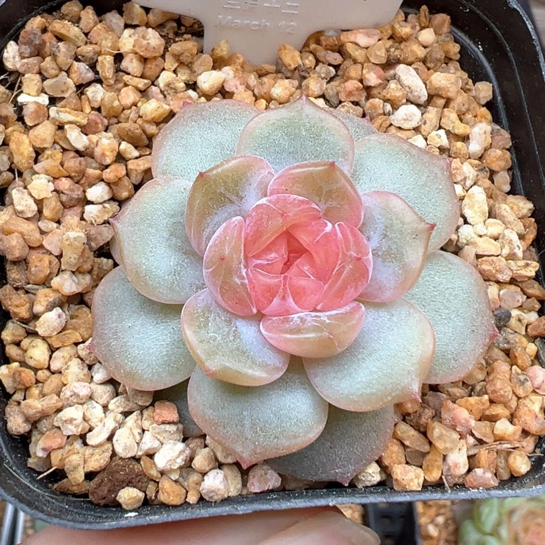 536号粉色恋人 晗雨多肉