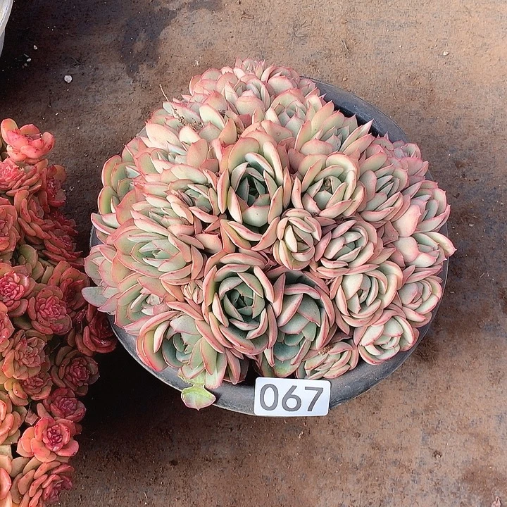 067牡丹亭 一物一拍多肉