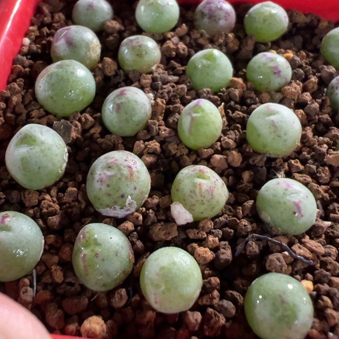量拍园艺985猪蹄一颗