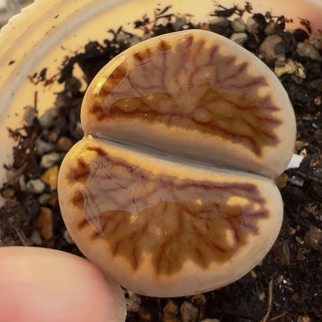 血管菊多肉植物百科