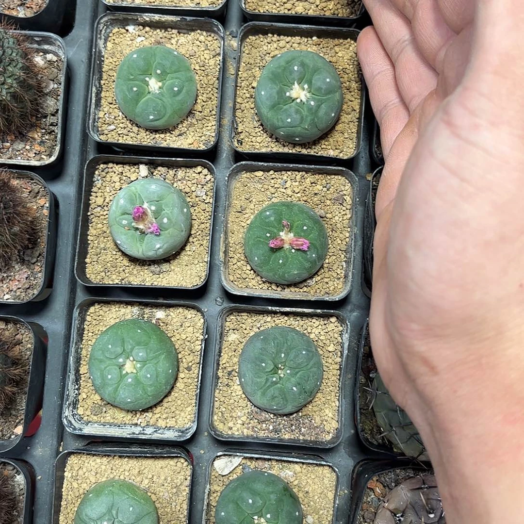 12.8海鲜一株单头发货有根发货