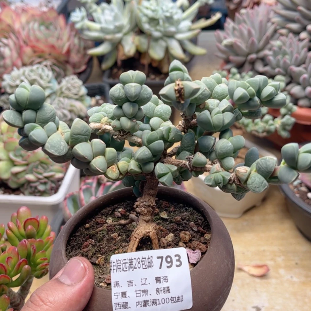 【闪购商品】793鹿角海棠多肉