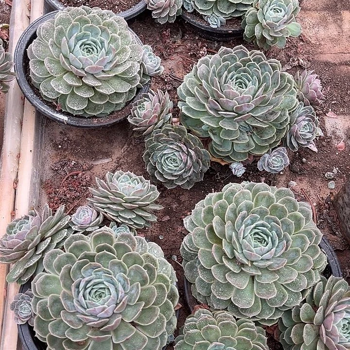 昂斯诺2颗12.88多肉植物