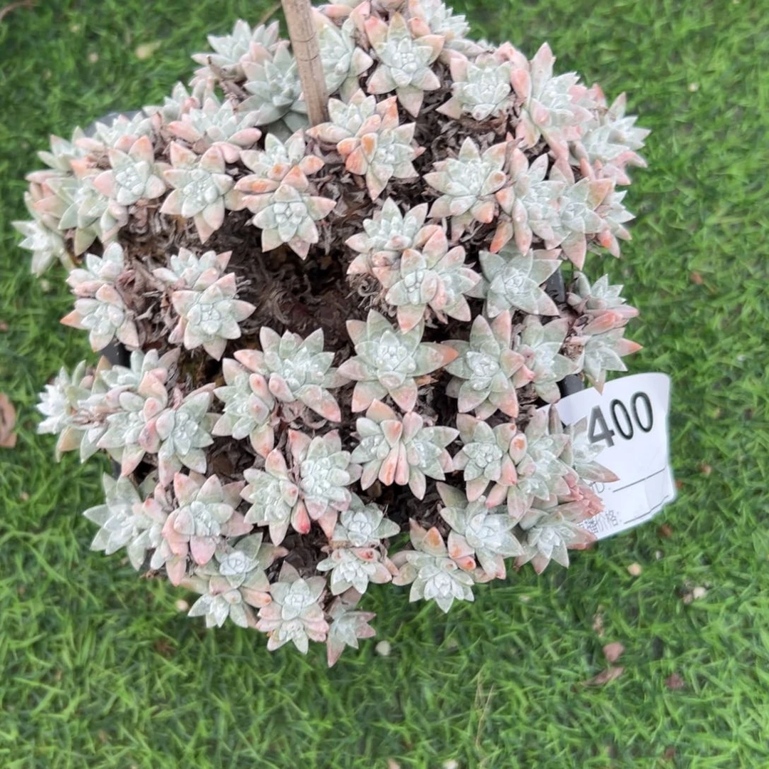 施***尼谢谢姐姐～一物一拍400