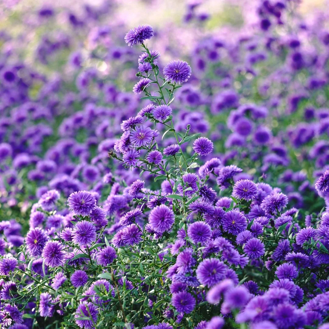 紫菀丹麦翠菊盆栽紫菀丹麦荷兰菊多年生宿根植物庭院地栽花卉