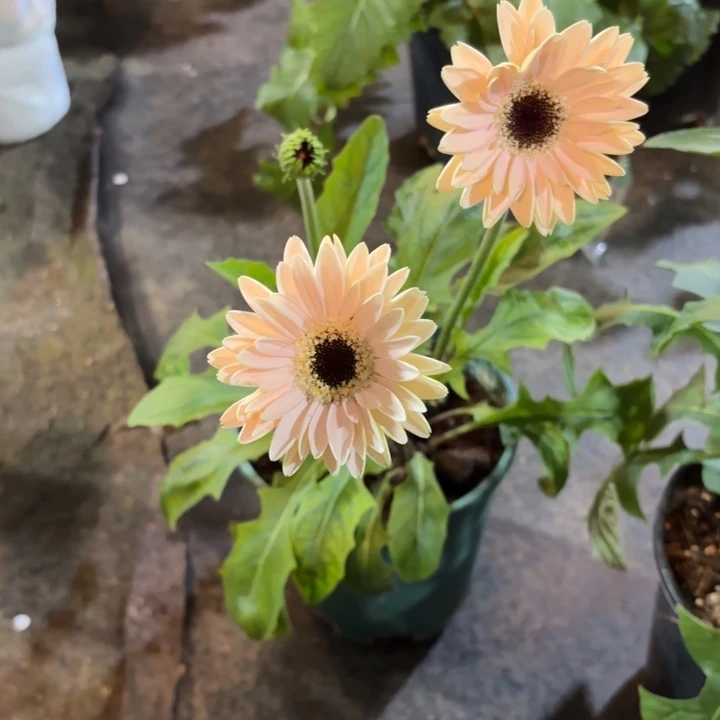 原盆原土一加仑非洲菊粉黛5号