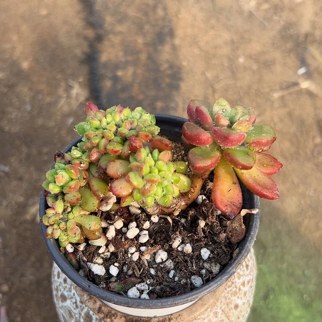 多肉植物红唇缀化