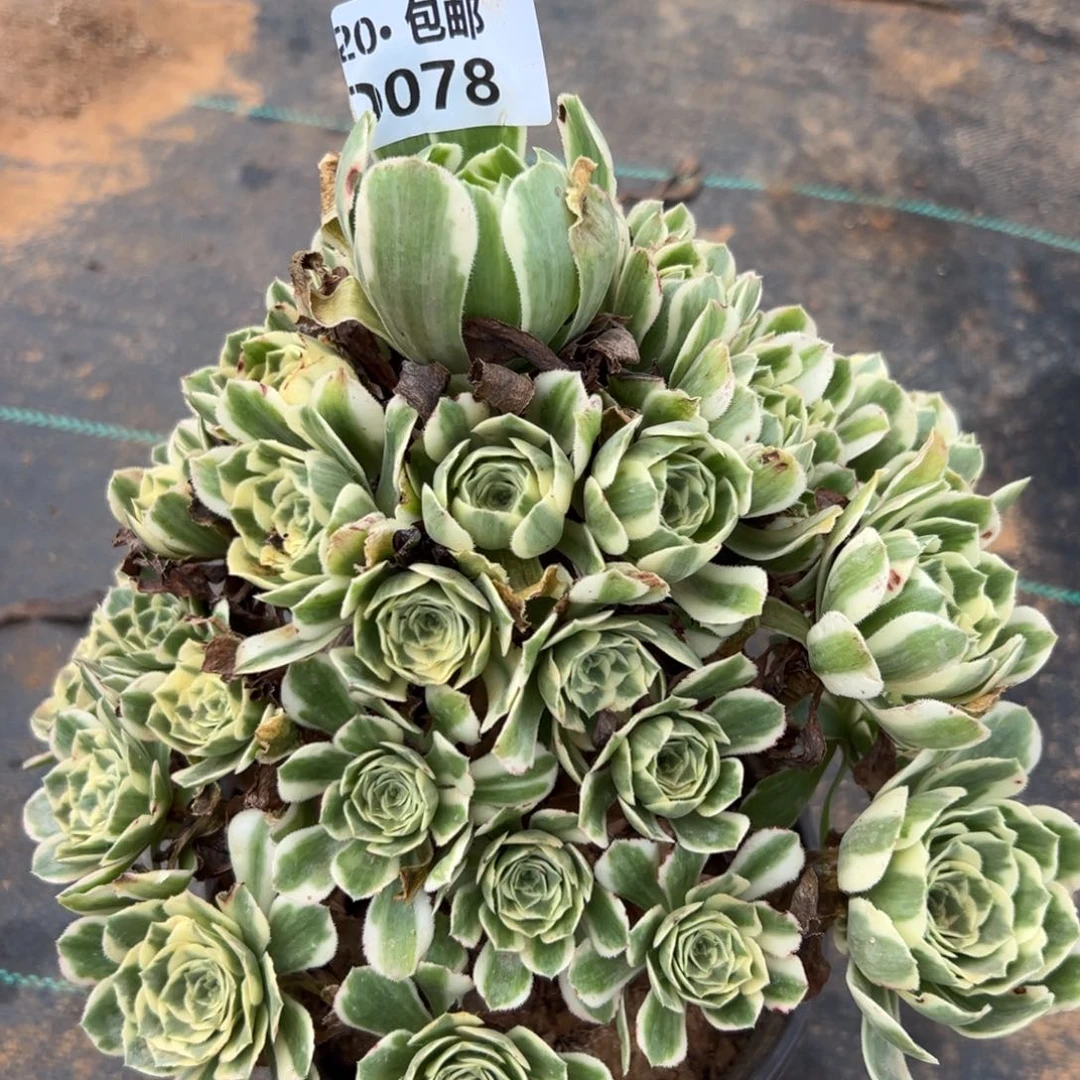 078迈巴赫，处理，多肉法师