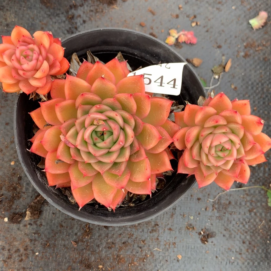 1544杂交多肉老桩