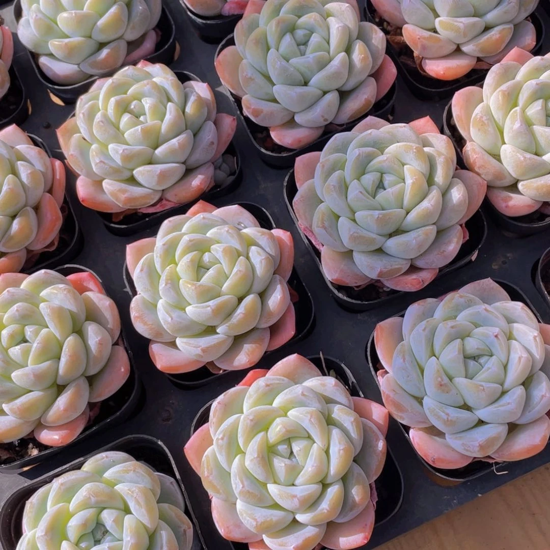 718号 开播福利玉冰冰单头一个