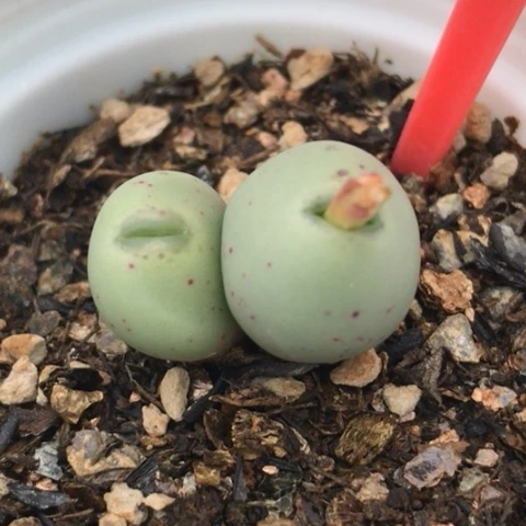 多肉肉锥 小拳拳