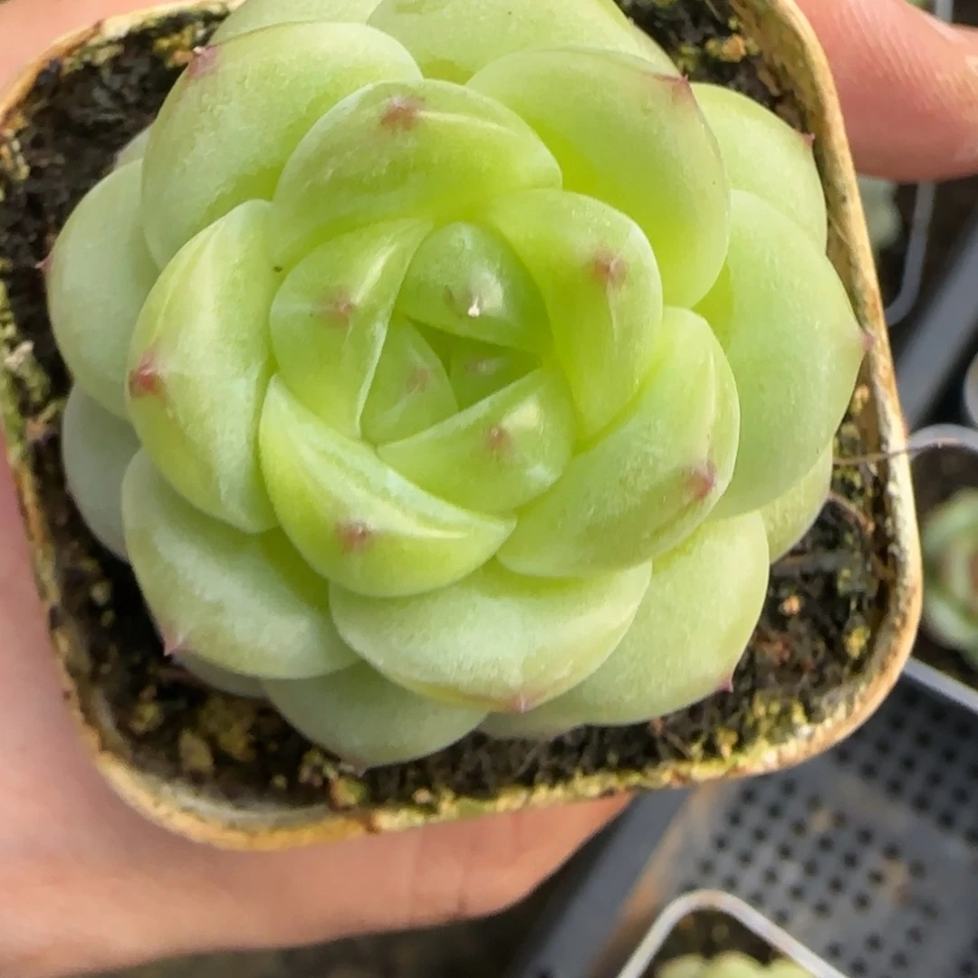 东篱下多肉植物哈哈哈哈