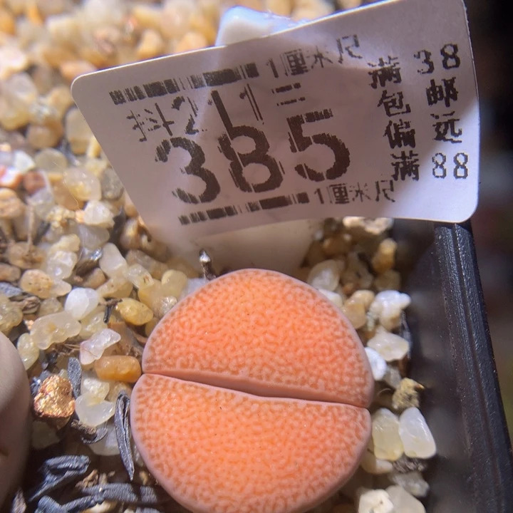 精品生石花211.385