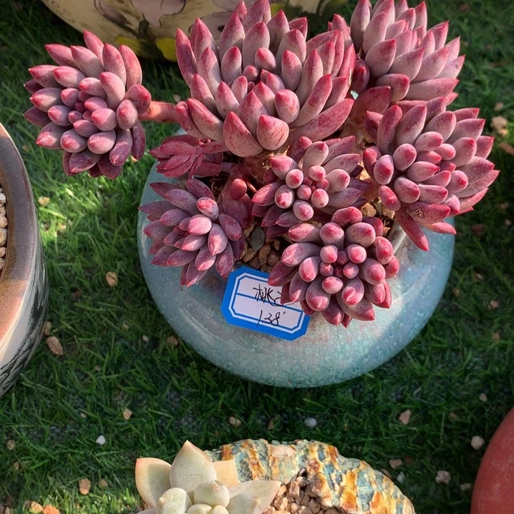 @***姜桃子       1花