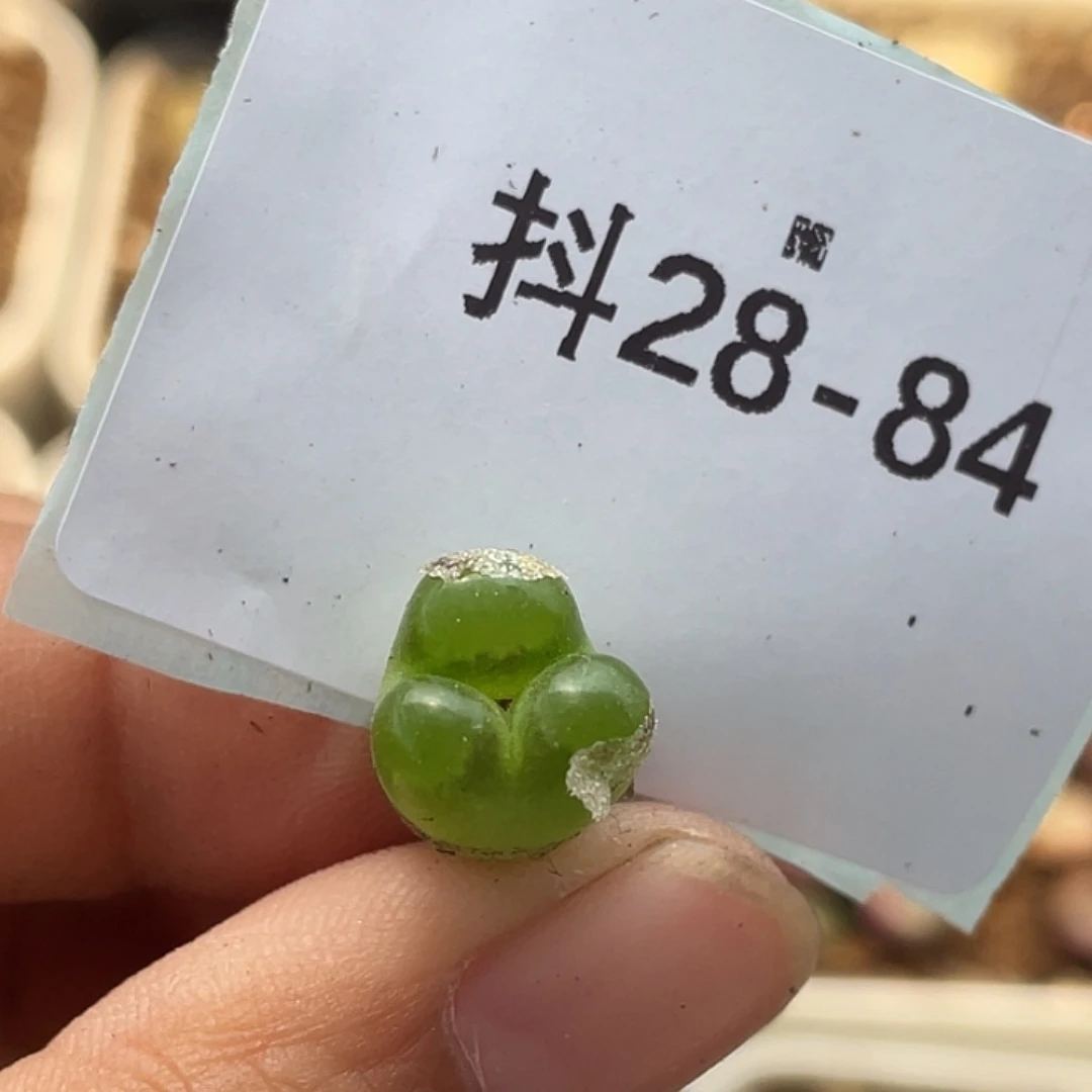 28-82小磁铁奔多肉植物
